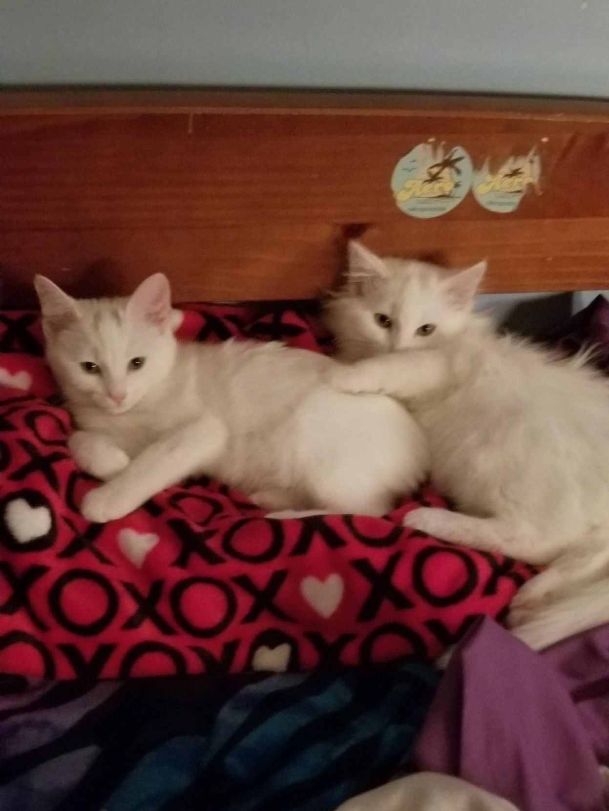 The Times Cutest Pets of Winter 2018